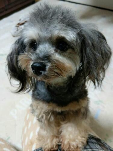 家にきたころの「のん」