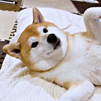 「空いてますよ？」瑚子ちゃんのポーズにきゅん！（画像提供：柴犬 瑚子さん）