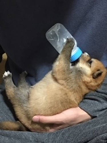 まだ小さいころの福くん。家族みんなで育犬に励んだそう