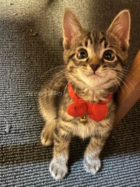 生後2カ月のころ、赤い首輪がよく似合うぜんちゃん（画像提供：お母ちゃん こてつ ぜんさん）