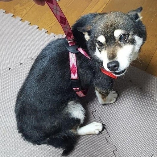 家に来たころの「くぅ」