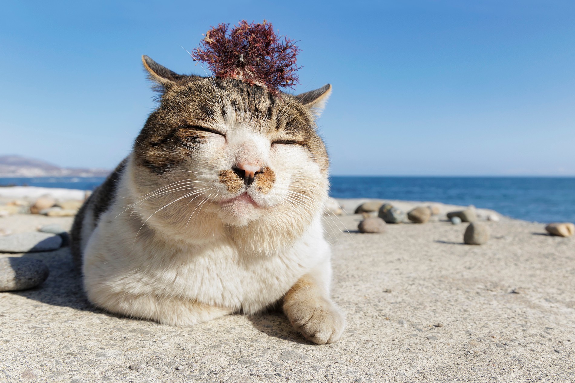 北に生きる“令和のボス猫”は強いだけじゃない…「みんなケンジを好きに