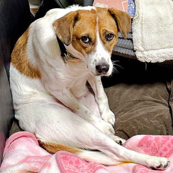 じっとこちらを見つめるパーティー信子ちゃん（画像提供：みのかささん）