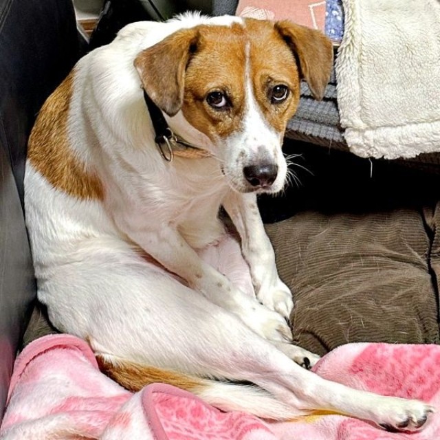 じっとこちらを見つめるパーティー信子ちゃん（画像提供：みのかささん）