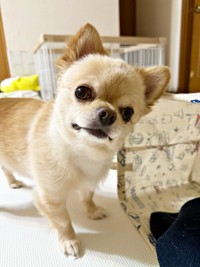 「まだ仕事終わらない？」アピールするてんくん（画像提供：てん（6）さん）