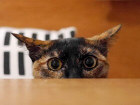 「不思議な関係」から始まった保護猫との暮らし　お気に入りの家で快適に過ごす