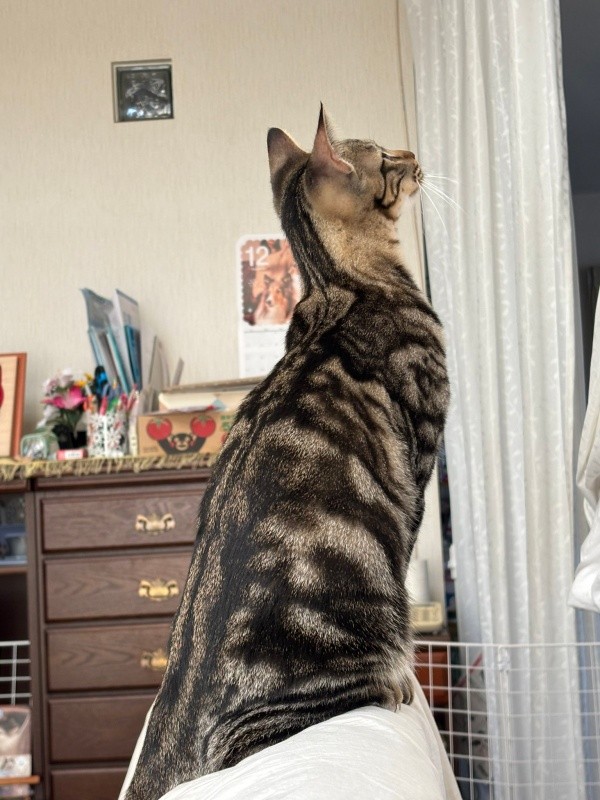 毛柄が美しいひらりくん（画像提供：とららさん）