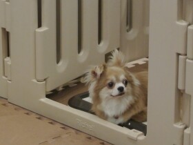 数値規制は犬や猫の飼育環境を改善するためのもの　改善努力伴わぬ業者の主張は筋違い