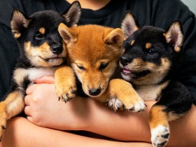 犬の多頭飼いをする前に知っておこう！　大変なこと魅力的なこと