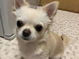 朝ご飯はまだ？冷蔵庫の前で待機中　チワワの「ルビィ」