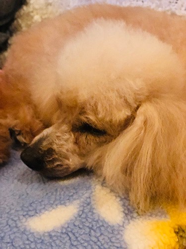 明日もあさっても、ずっといられるおうち（理恵さん提供）