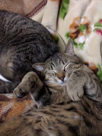 にゃんとも幸せ