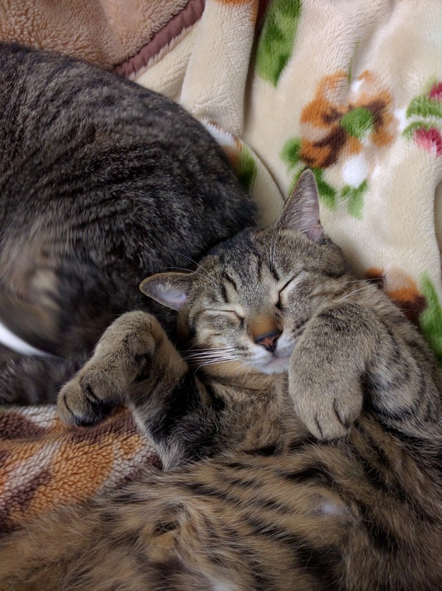 にゃんとも幸せ