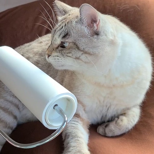 コロコロマッサージが大好き