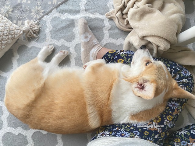 ママさんの足の上で寝るのが大好きだという、あんずちゃん（画像提供：ばなななさん）