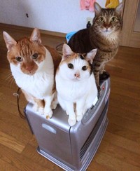 ニャン吉君（左）、みゅうちゃん（右）、まろちゃん（後ろ）（画像提供：こまちさん）