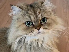 飼い主さんにクールなチンチラ「ゆず」 たまには一緒に寝てね　