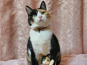 あの日、歩道にぽつんと座っていたね　保護猫の「ぎんなん」