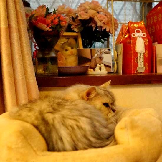 カマンの遺影の前に座っていることもあるけど