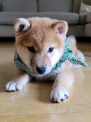 家にきたころの「ポン太」