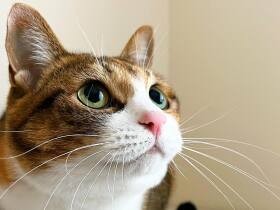 とーちゃんをメロメロに！　体は小さくても存在感は誰よりも大きな三毛猫「もも」