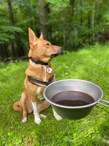 キャンプ数日後 愛犬 福 のまぶたに白いポッチが アウトドアで気をつけたいこと 犬 猫との幸せな暮らしのためのペット情報サイト Sippo