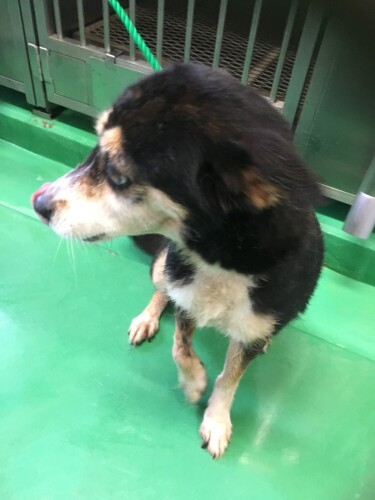 センター収容時のオリちゃん、家に来てからもしばらくは目つきが鋭かったという（千恵子さん提供）