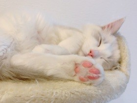 スヤスヤな寝顔もおいしそう？　ラグドールの「わたあめ」