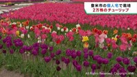 ２万株のチューリップが見頃　宮城・登米市の女性が自宅敷地で栽培