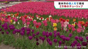 ２万株のチューリップが見頃　宮城・登米市の女性が自宅敷地で栽培