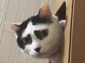 歌舞伎のような顔の猫　コワモテなのに超ビビリ、だっこも拒否