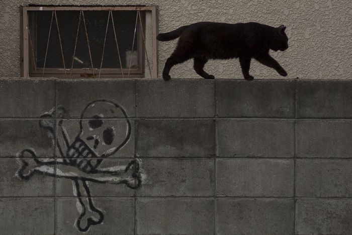 そろそろ秘密基地に帰るのニャ「のらのいる風景」（撮影　佐々木まこと）