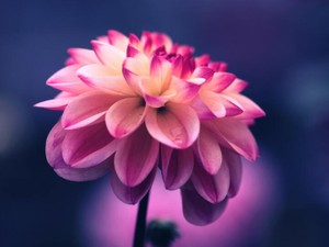 旅行も食事も彼氏に頼ってきた私。自立しようとミシンを買ったけど