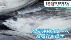 カツオは豊漁　サンマとサケは不漁　宮城県の秋の味覚に明暗