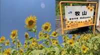 ひまわり畑の最寄り駅・JR牧山駅で7月25日と26日にひまわりの種プレゼント　岡山