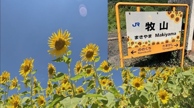 ひまわり畑の最寄り駅・JR牧山駅で7月25日と26日にひまわりの種プレゼント　岡山