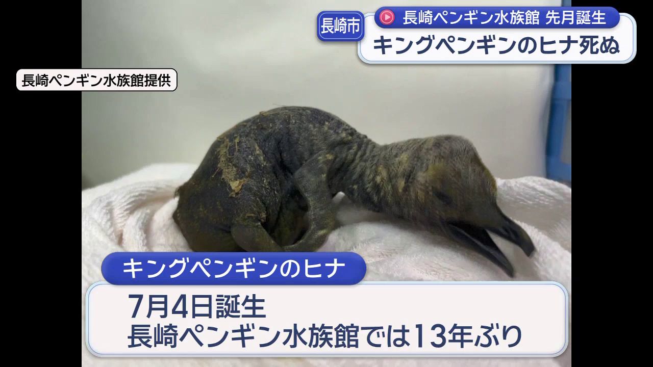 フ*ニ様 長崎ペンギン水族館 KING PENGUIN 茶平工業製31mm径 打 99edb7f3a940170607ac1aca9f75b0