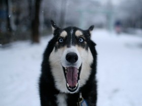 彼らにも言い分はある？　トイレシート、ソファ…犬の破壊活動