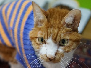 弱って小さくなっていく愛猫　「つらい、けど、愛おしい…」