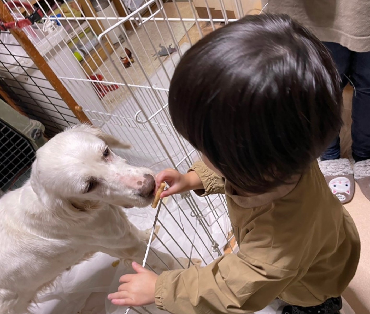 Amazon.co.jp: 犬の繁殖と育児がわかる: 新しい犬の解説書