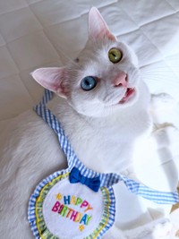3歳の誕生日を迎えたてまりくん（画像提供：てまり らふ ビスコさん）