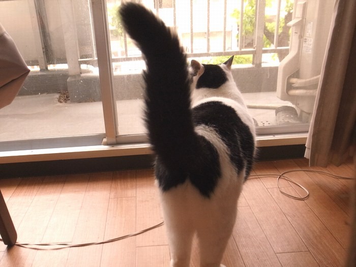 太くて立派な尻尾も見てね