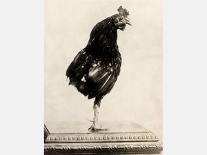 まるで動物園だった時代もあった　ホワイトハウスの歴史に残る、数々のペット