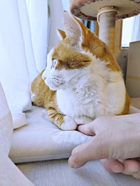 ニャルソックするマリーちゃん。飼い主さんが前足に指を入れると…とってもあったか！（画像提供：まりてつさん）