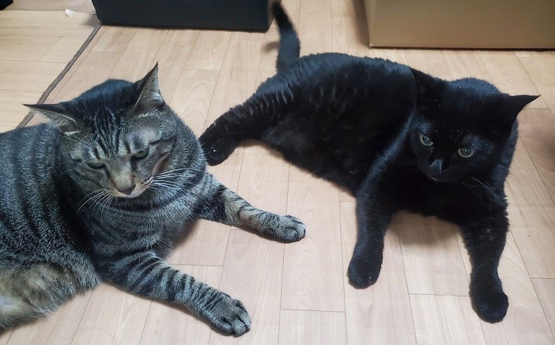 年齢も体形も体調も違うので、フードの内容はまったく別。でもなぜかお互いのを食べたがる……猫あるある