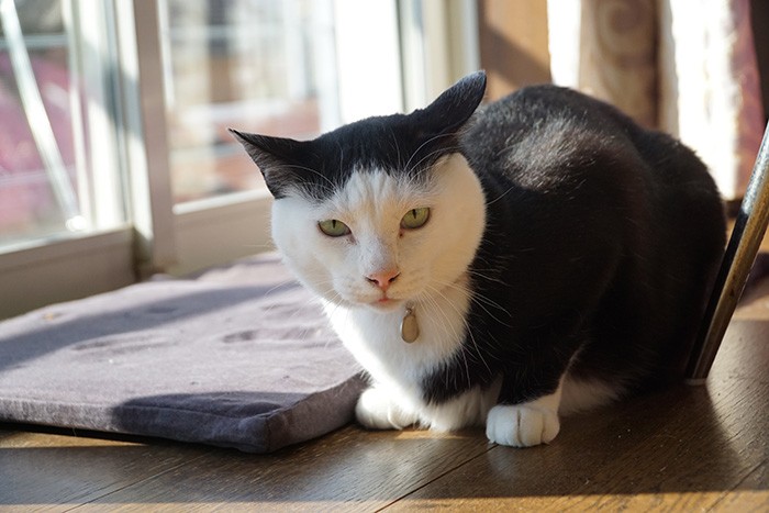 幸せになった保護犬・猫の写真集 「みんなイヌ、みんなネコ