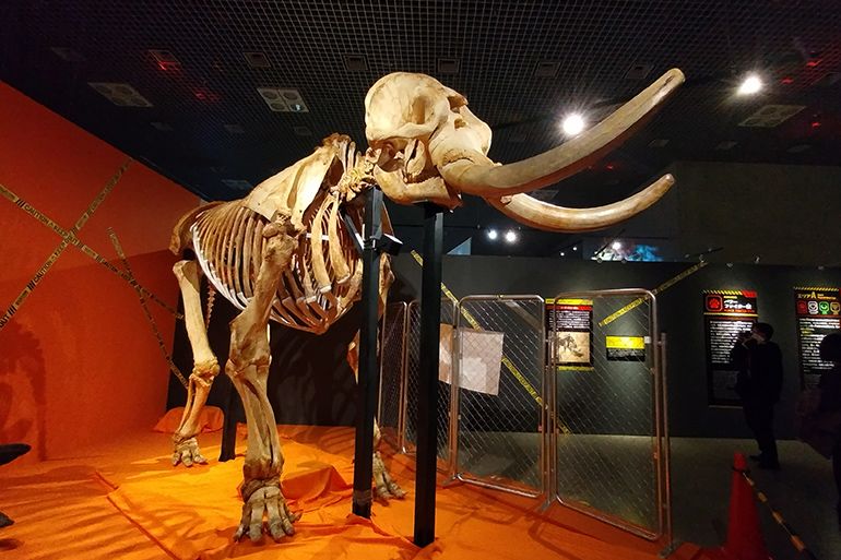 巨大標本にワクワク グッズも楽しい特別展「超危険生物展 科学で挑む