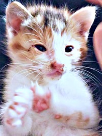 生後3週間ほどで保護されたサラちゃん（画像提供：にゃさん）