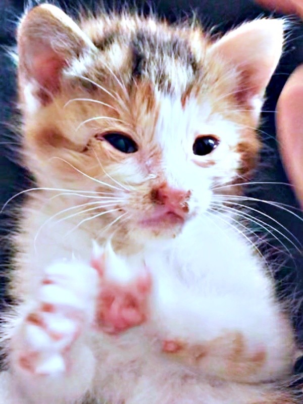 生後3週間ほどで保護されたサラちゃん（画像提供：にゃさん）