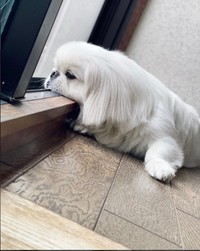 予防接種、がんばってくださいね（Instagramから／提供：ボーノさん）